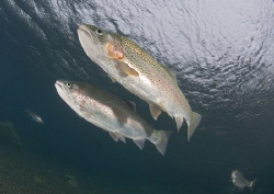 Matching pair. Rainbow trout. Capernwray. D200, 10.5mm. by Derek Haslam 
